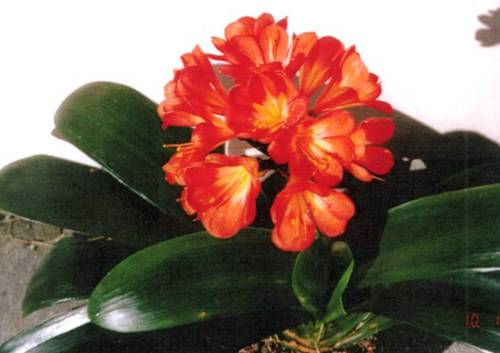 Clivia Miniata